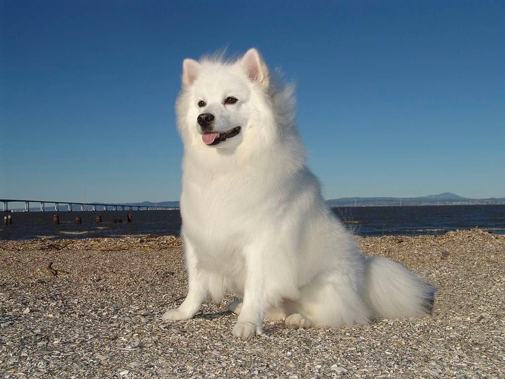 Raza de perro Esquimal Americano