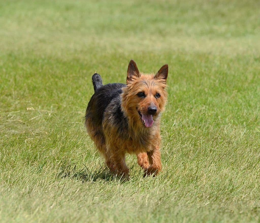 Terrier australiano