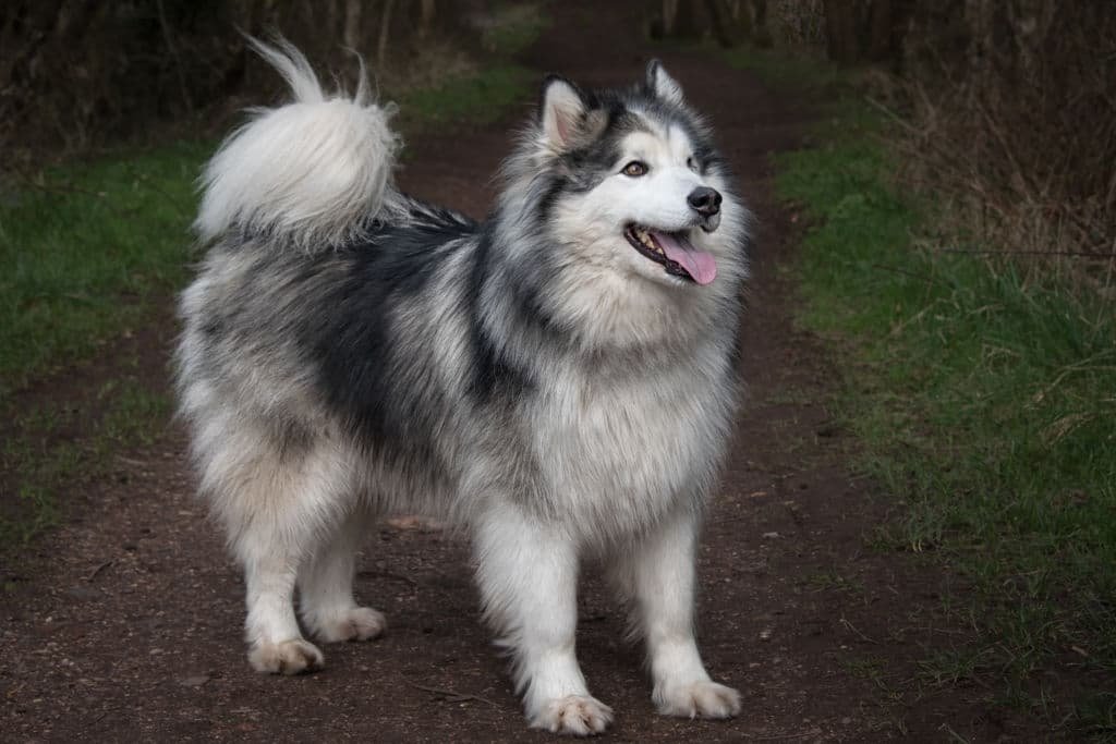 Raza de perro Alaskan Malamute