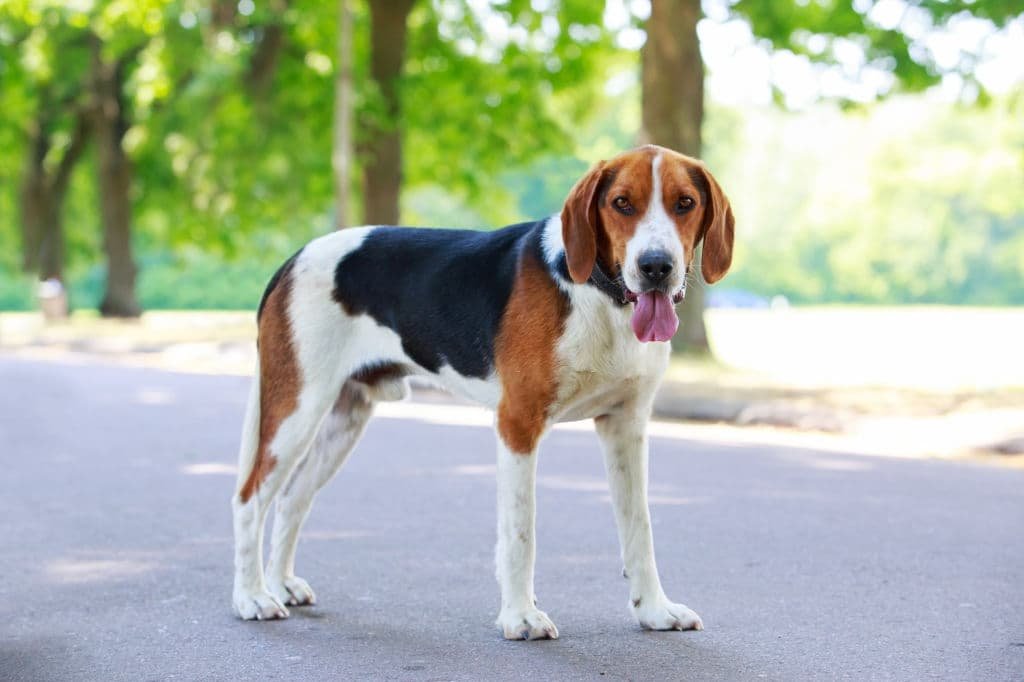 Raza de perro Foxhound Americano