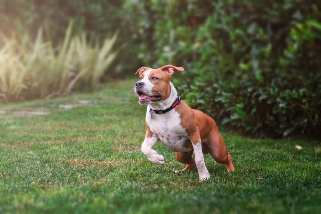 American Staffordshire terrier