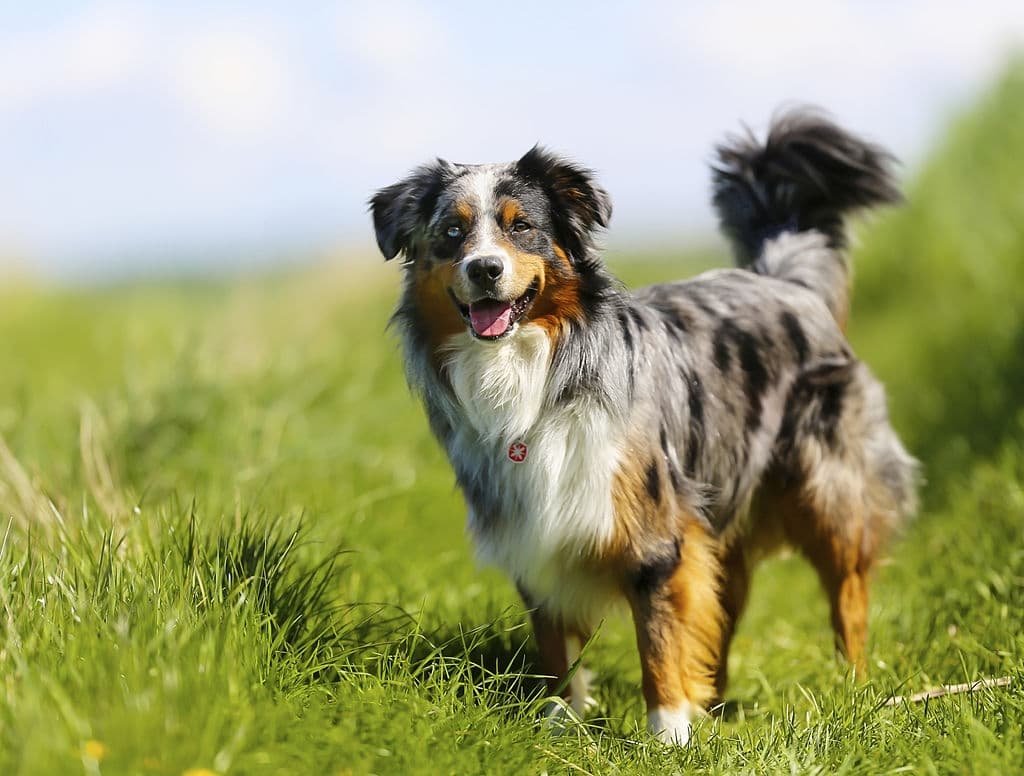 Raza de perro Pastor ovejero australiano