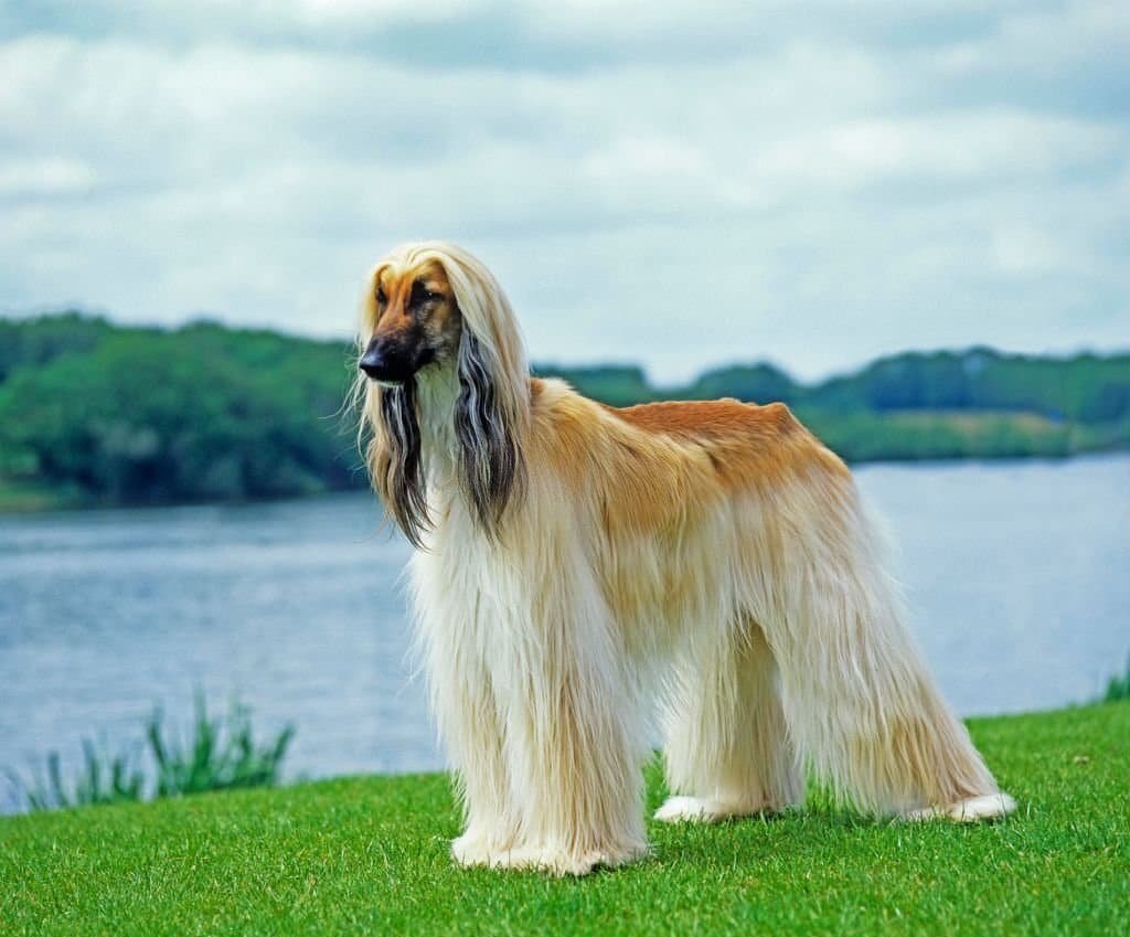 perro Lebrel afgano al lado del un río