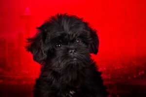 affenpinscher cachorro en fondo rojo