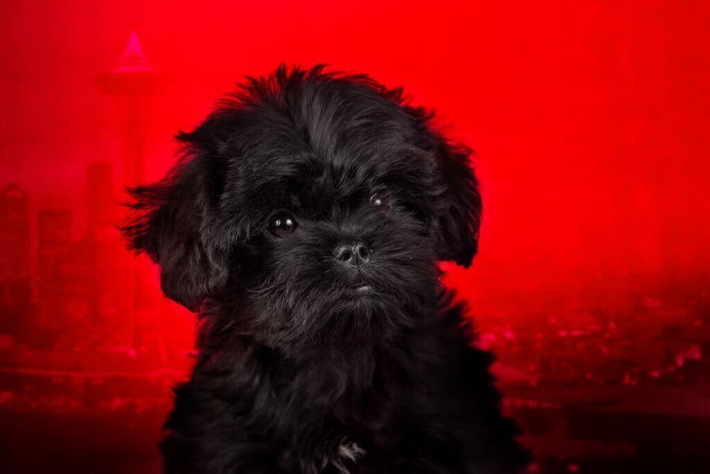 affenpinscher cachorro en fondo rojo