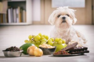 5 consejos nutricionales para una mascota sana