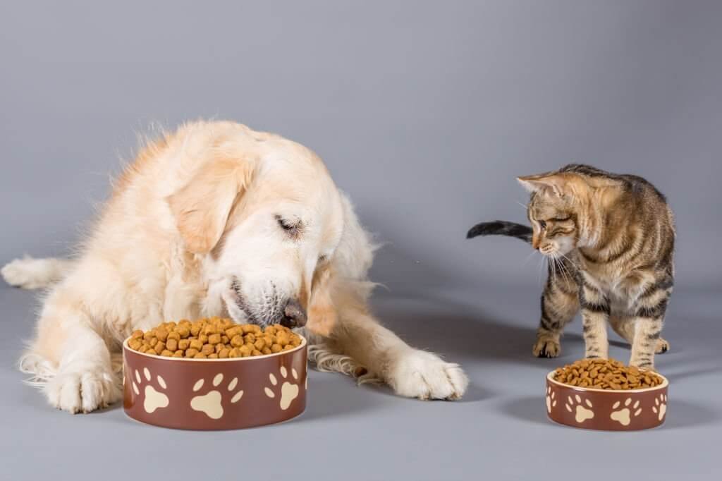  5 consejos nutricionales para una mascota sana - concentrados