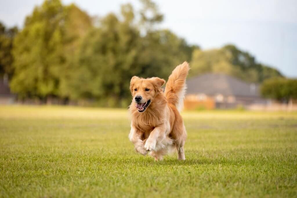 Golden retriever corriendo