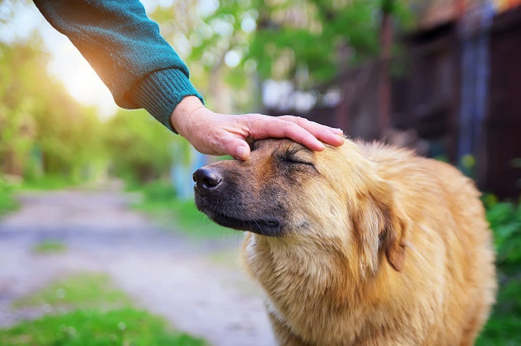 el respeto la base de la relación con tu mascota