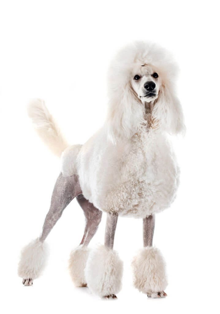 poodle estandar fondo blanco