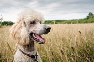 Poodle Estándar Principal